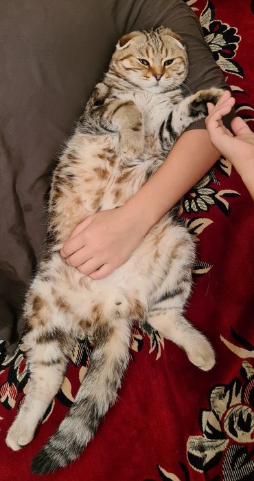 Вязка опытный шотландский кот