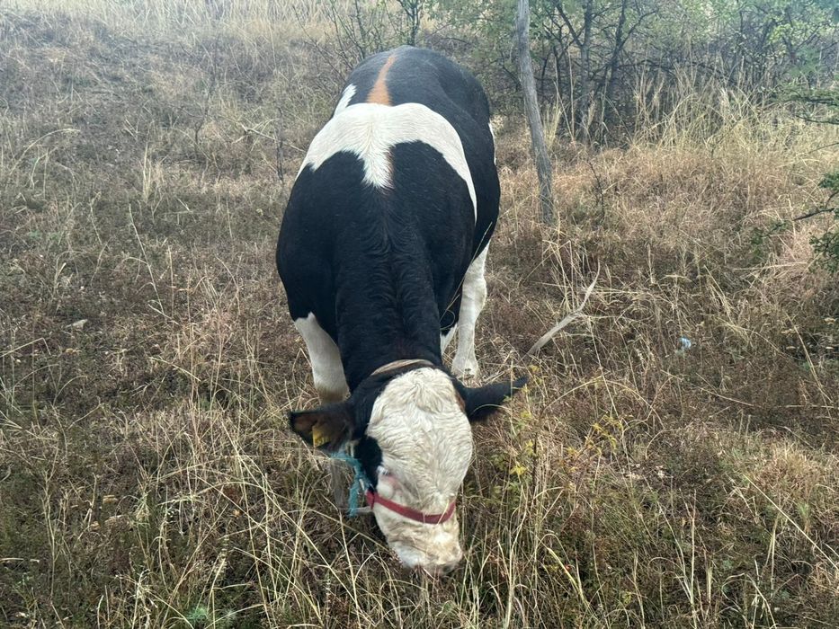 Vând vitel bălțat românesc
