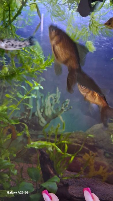 Продам золотых рыбок