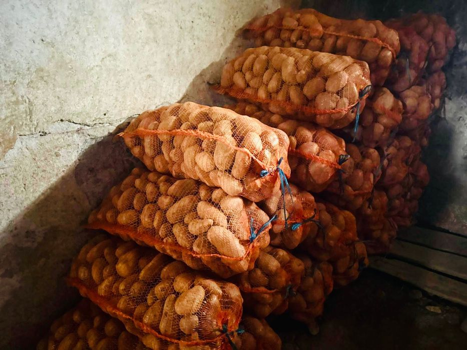 Cartofi albi pentru comsum