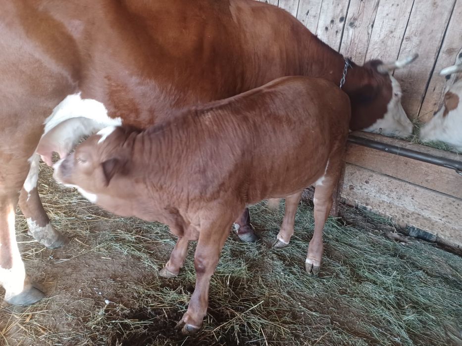 Vitel Metis de Limousine