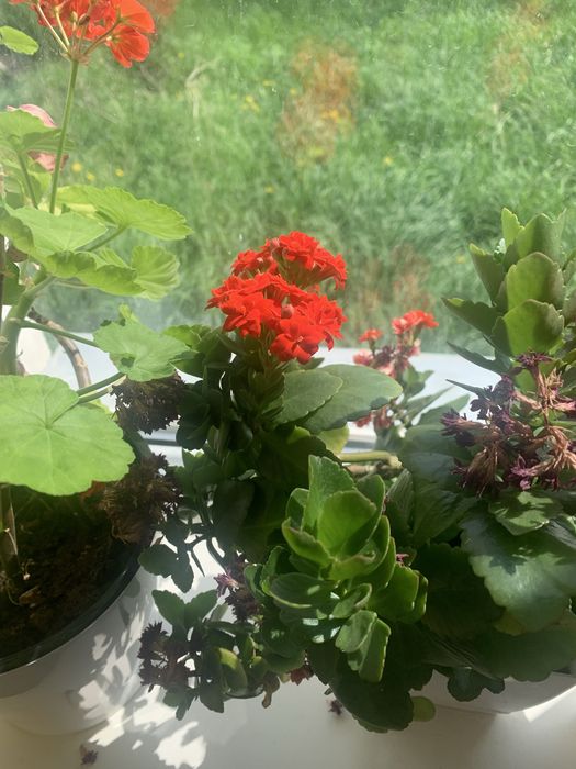 КОЛАНХОЭ  комнатные цветы