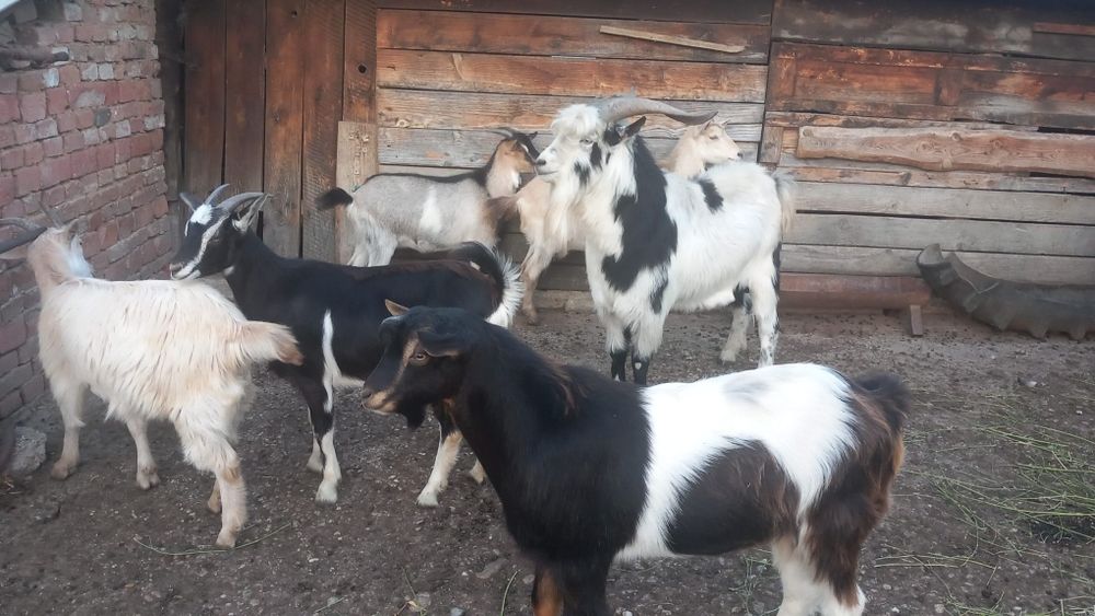 Vand tap și iedute