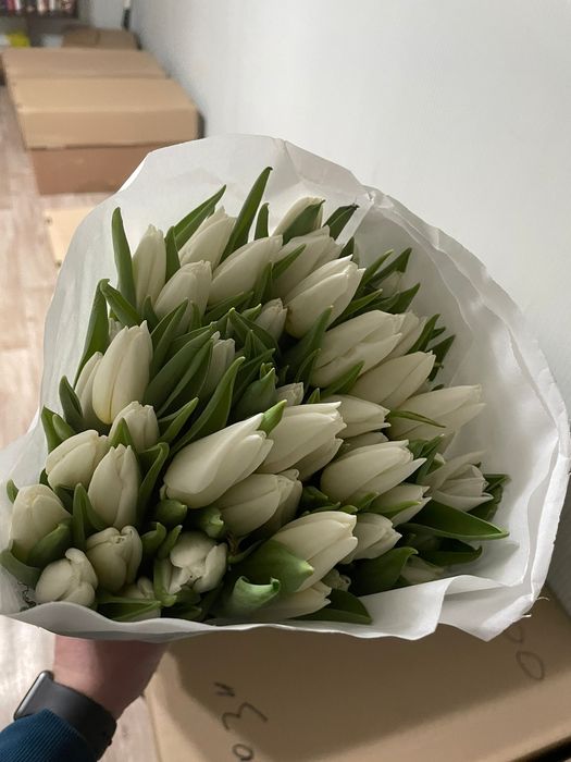 Тюльпаны предзаказ к 8 марта!