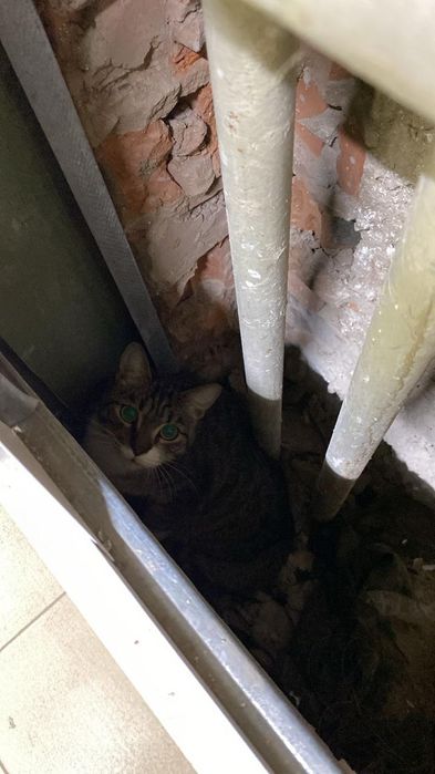 Котенок в добрые руки