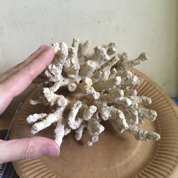 Кораллы в аквариум