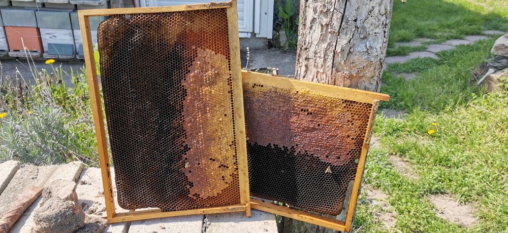 Продавам нуклеуси ДБ/5 пити/,  платформи за подвижно.пчеларство