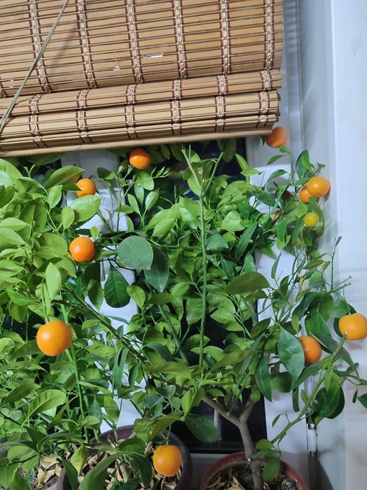 Продам съедобный мандарин