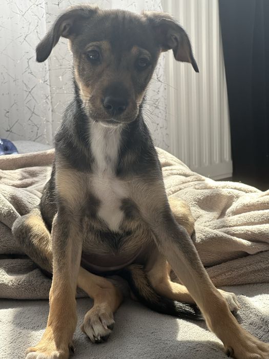 Cătelușă spre adoptie