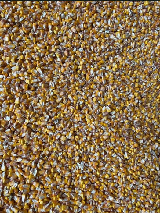 Porumb furajer boabe