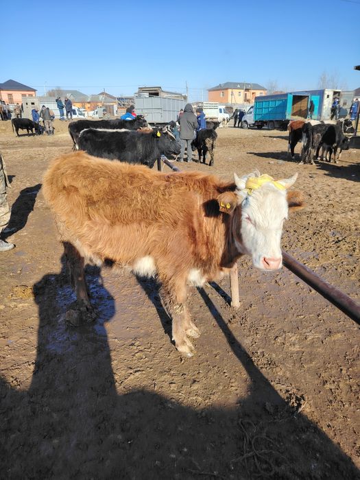 Қашар сатылады 350мын