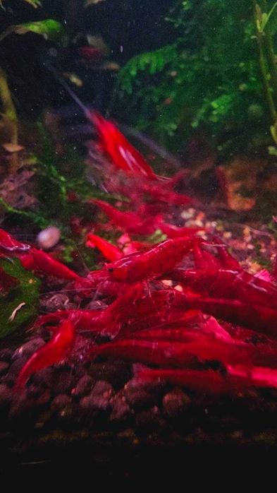 Neocaridina Blue Diamond Rili & Bloody Mary, Conuri Arin, Hrana