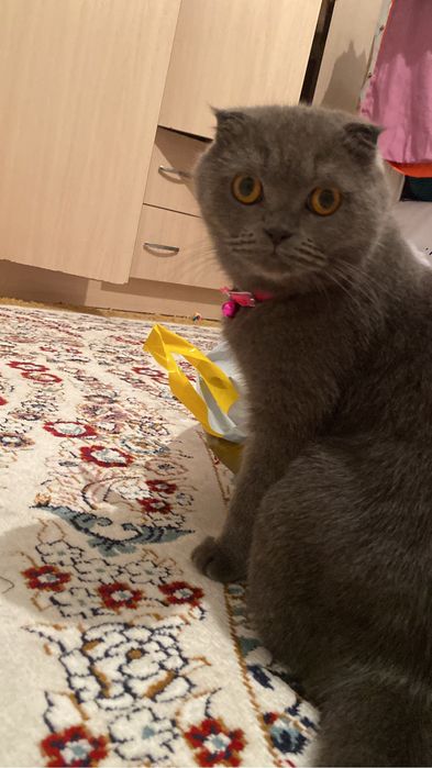 Шотландская вислоухая кошка