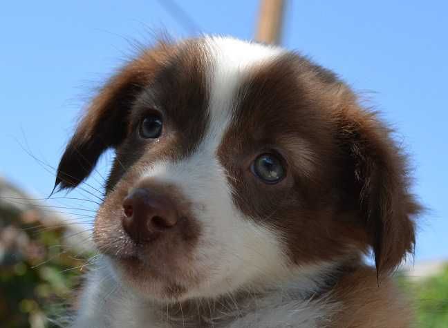 Подарявам кученца