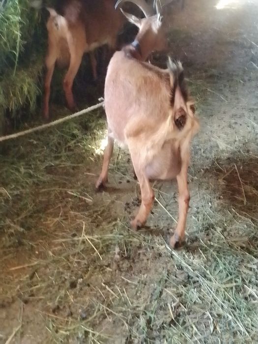 Capre Alpine de vânzare bune de lapte tinere. Capre la a doua fătate.