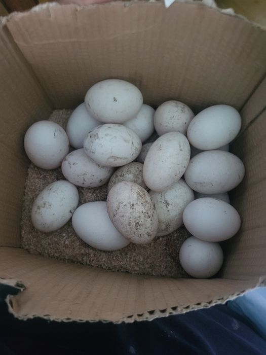 Vand oua de rața