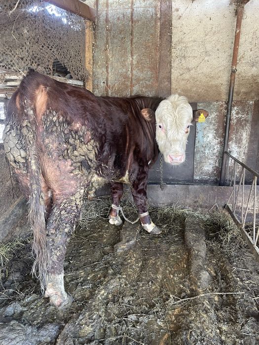 Продаю быков на мясо ,