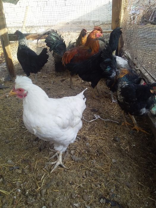 Joydori xonagi tavuqlar sotiladi 13ta