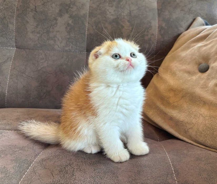 Продается котенок (мальчик) скотиш фолд