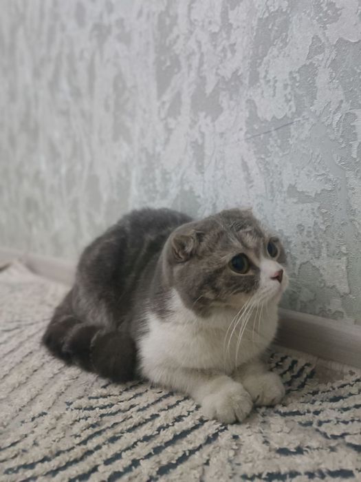 Shatlantski mushuk