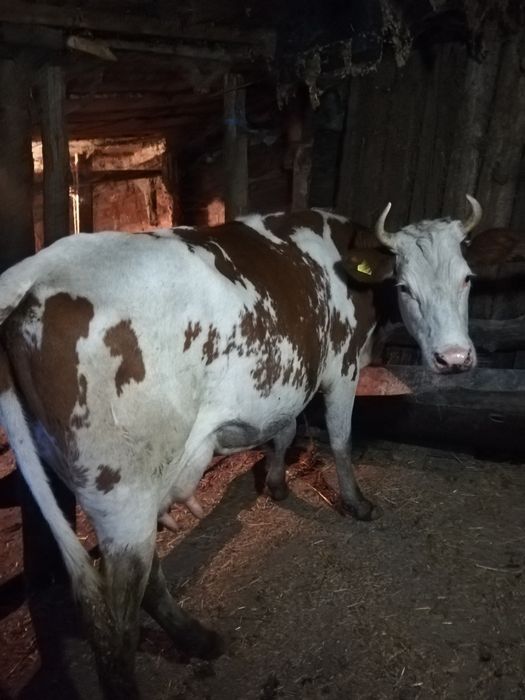 Продам молочных коров