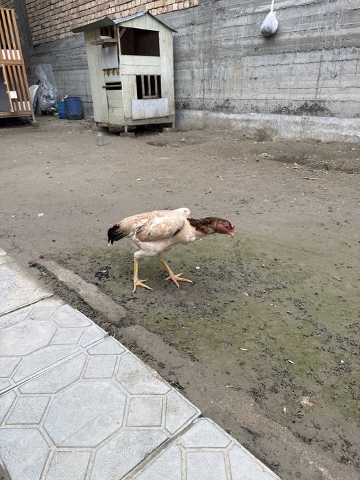 Сотилади!  мокиен  шамо  корея