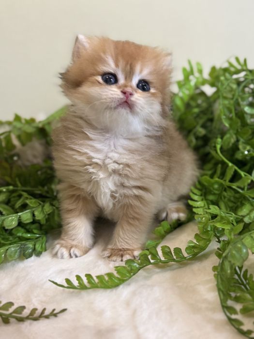 Продается котенок ny12