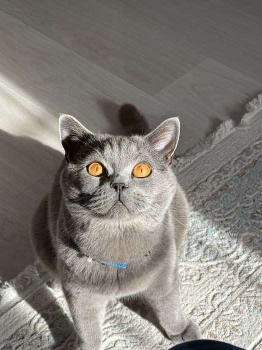 Отдам кота ,ищу ответственных людей