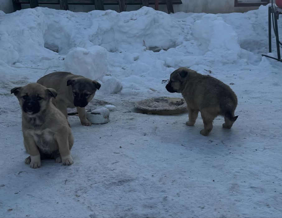 Отдам щенят в добрый руки