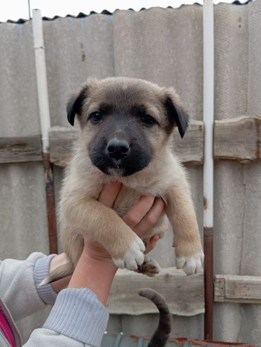 Отдам щенят в добрые руки