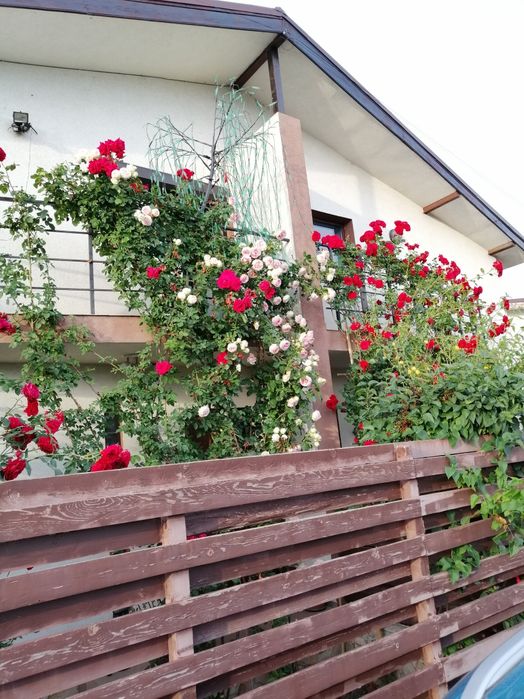 Se oferă spre vânzare duplex p+1  complet mobilat și utilat.Direct propietar.Comuna Berceni zona Trandafirilor.5minute față de Lidl.