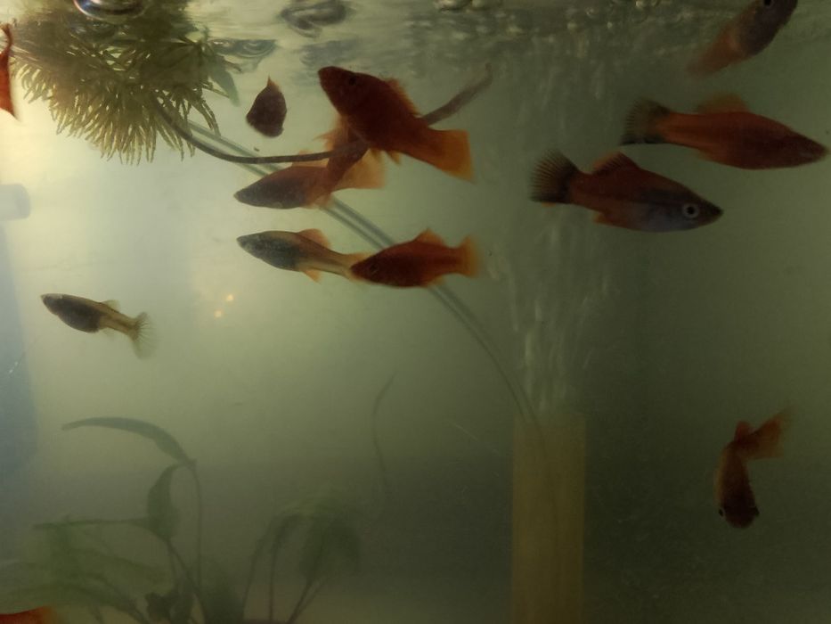 Продам Аквариумнын рыбок.