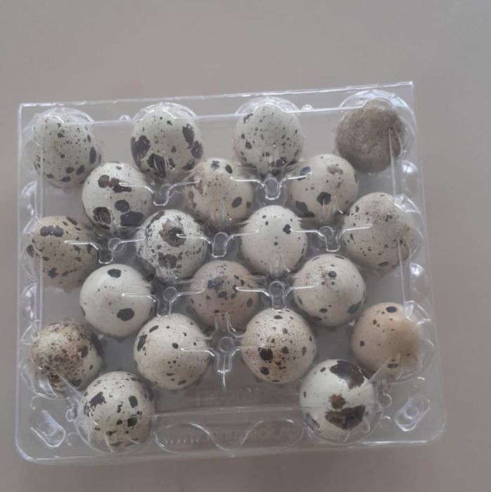 Продам перепелиные домашние яйца