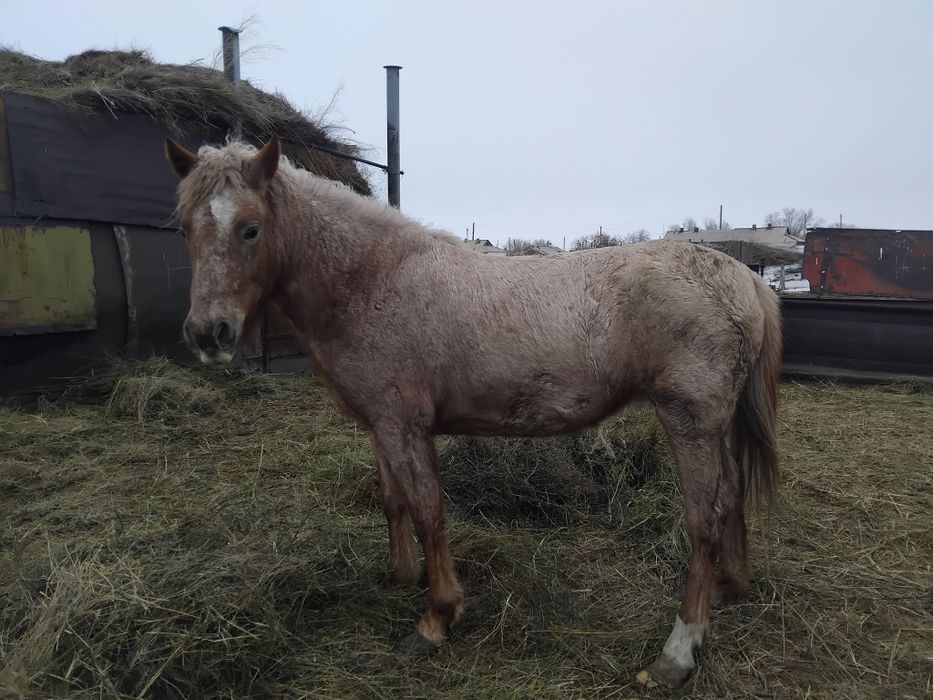 Продам лошадь на откорме