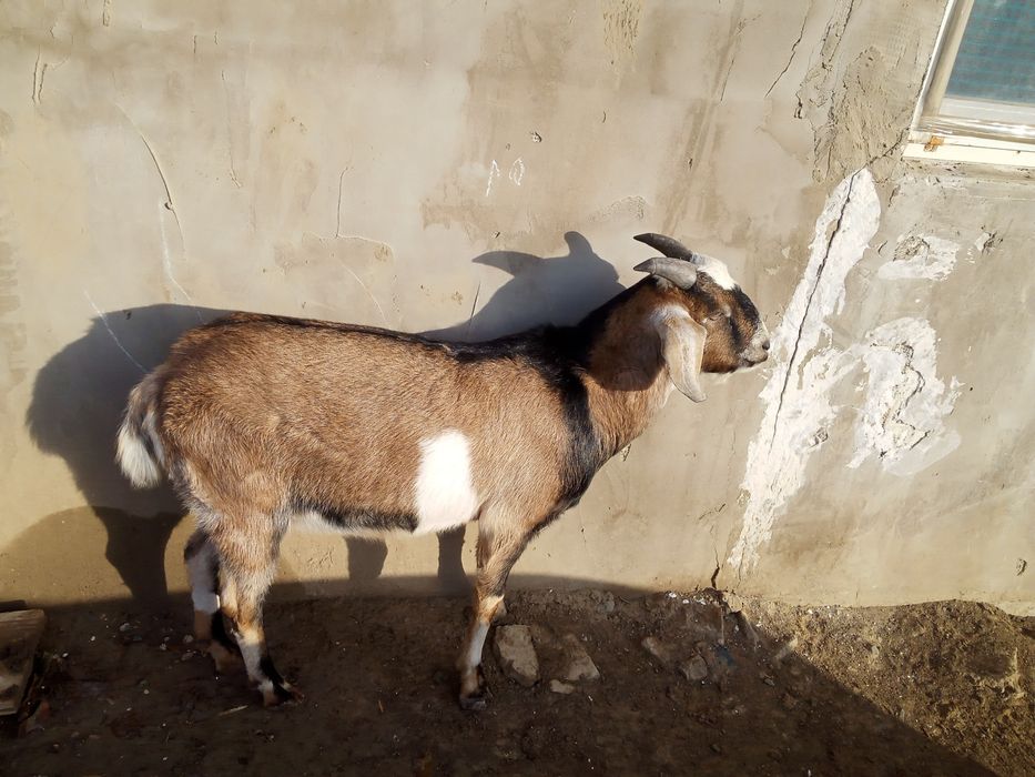 Ешки сатлад пародстий нубинский теке сатам