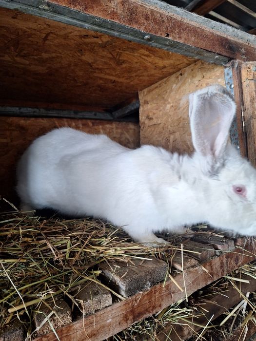 Продам недорого кроликов