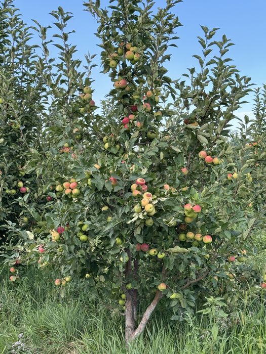 Сад яблоневый плодоносящий