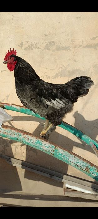 Продам молодых петухов