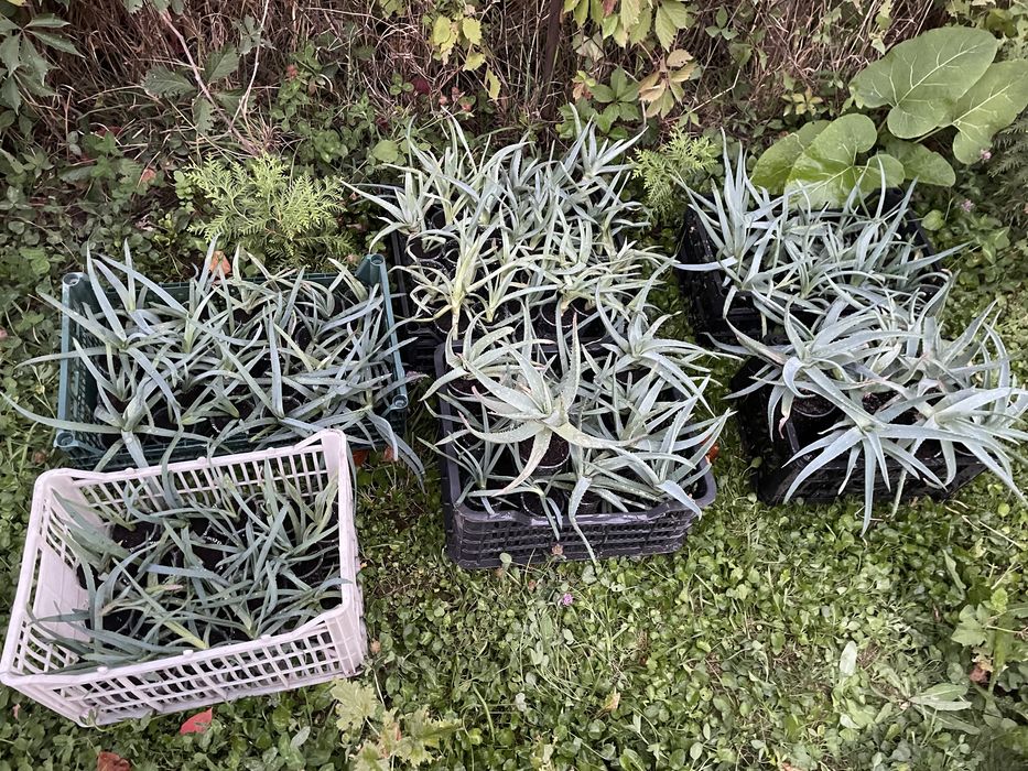 Отростки Алое Вера