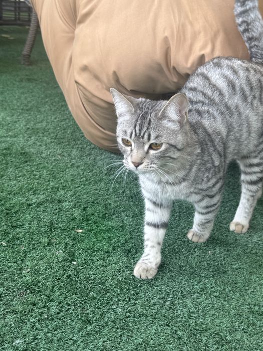 Продается породистый кот