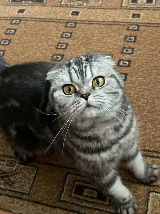 Шотландская вислоухая кошка