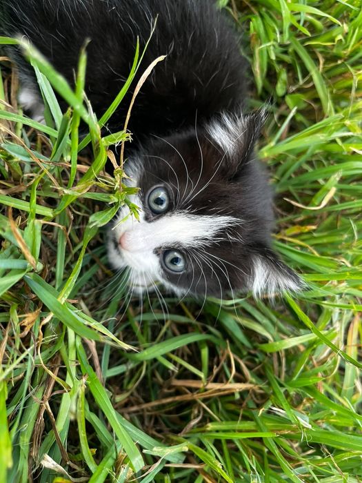 Котята ищут дом родились 20 апреля две девочки, один мальчик