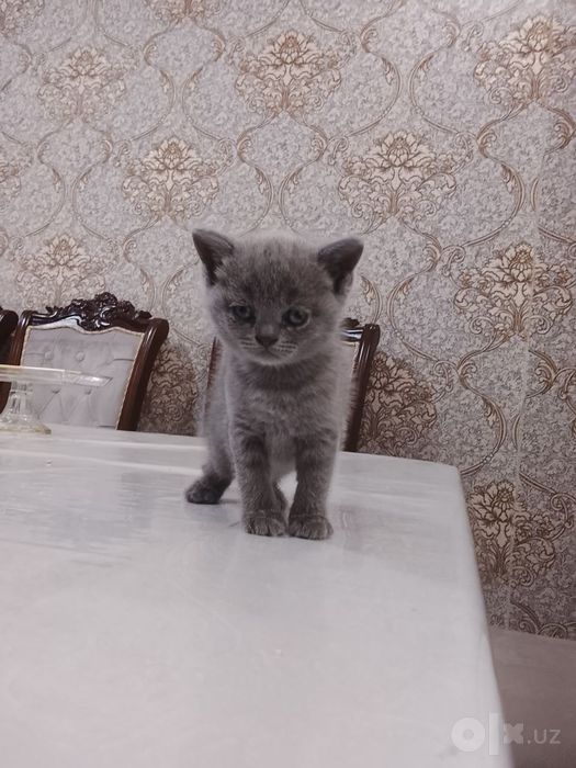 Котенок скотиш страйк продам породистые