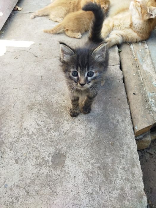 Котенок девочка на большую удачу