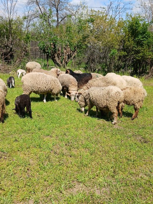 Vand 14 oi si 4 berbeci