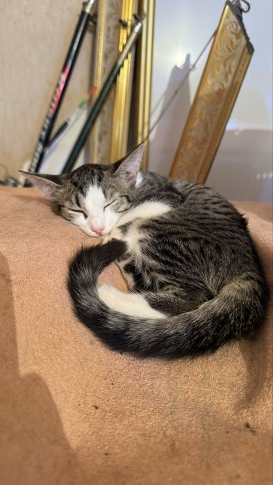 Котенок, девочка, 3 месяца