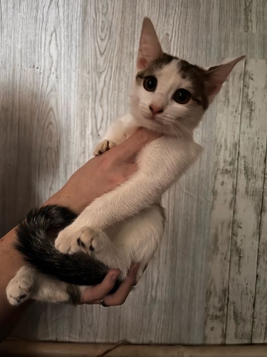 прямоухая кошка
