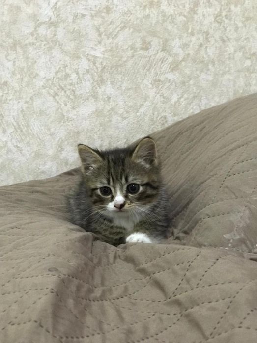 Котёнок,2 месяца,мальчик
