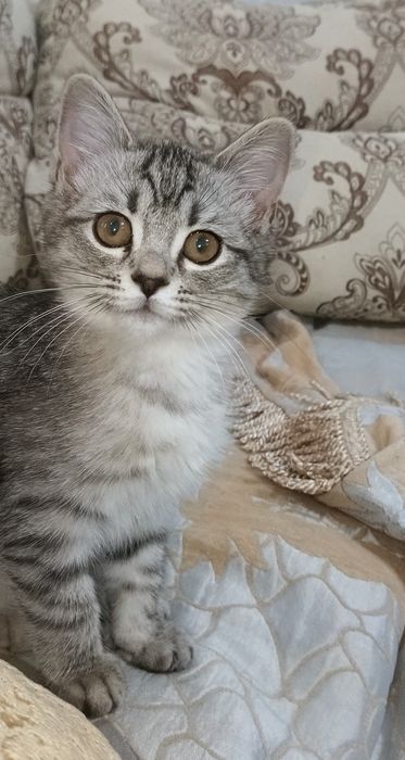 отдадим котёнка.