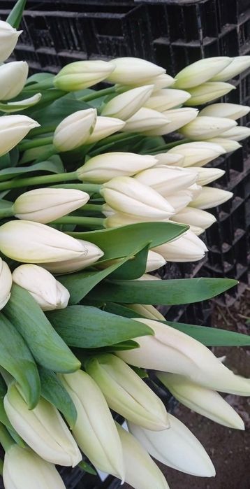 Премиальные тюльпаны